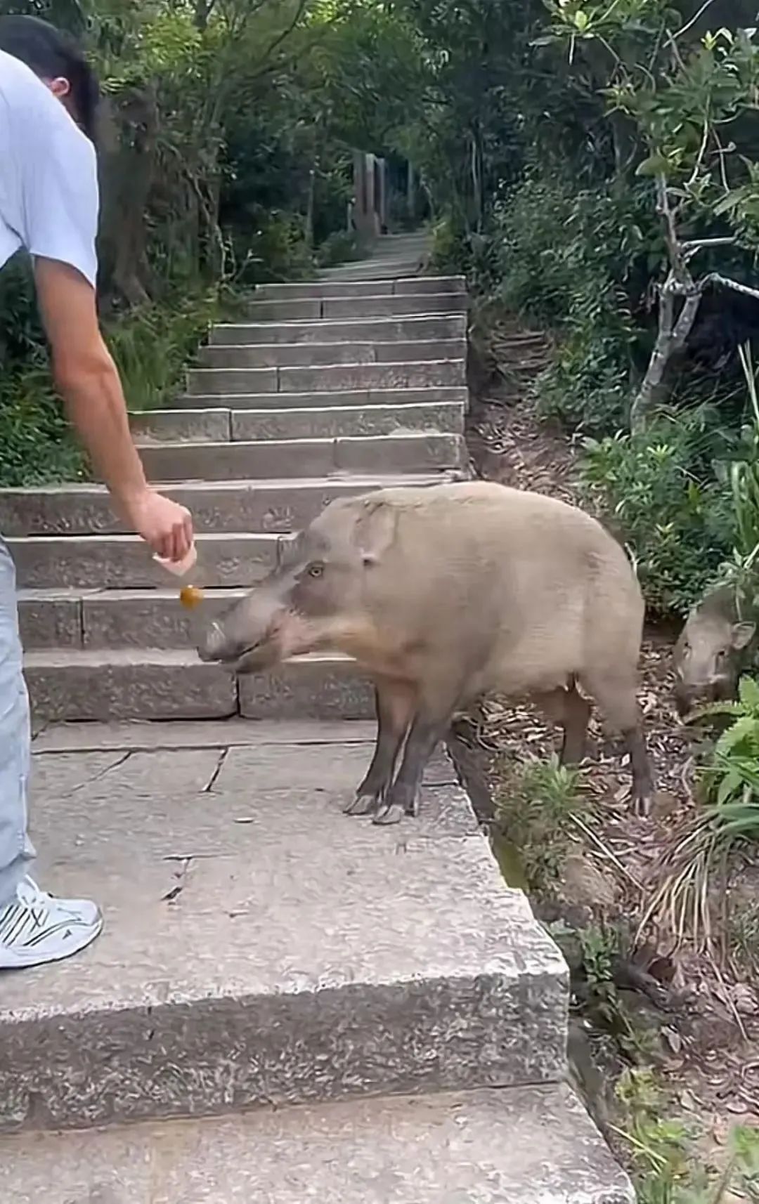 DƬ